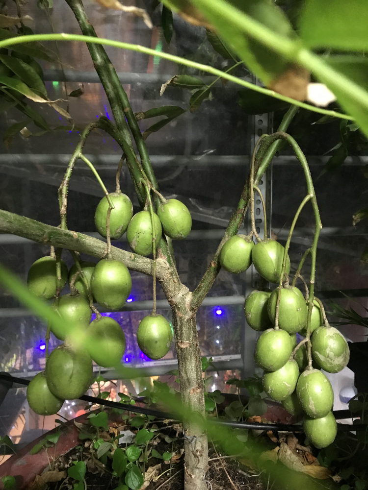 Mình mê nét đẹp của " Hoa sao nhái" Mình mê nét đẹp của " Hoa sao nhái"
