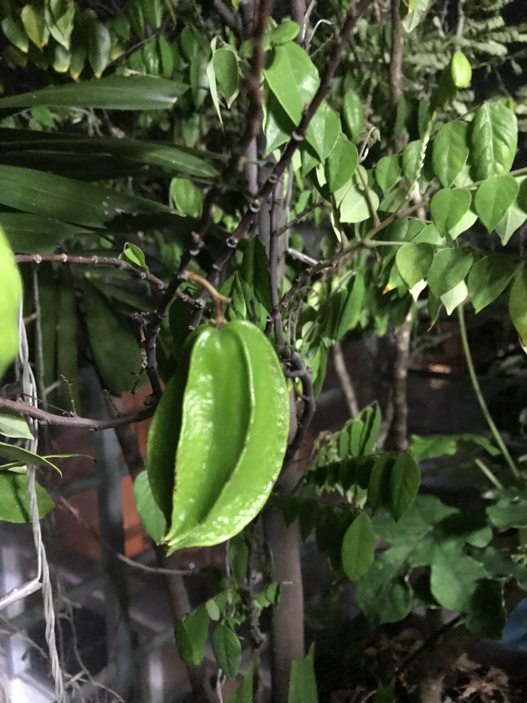 Mình mê nét đẹp của " Hoa sao nhái" Mình mê nét đẹp của " Hoa sao nhái"