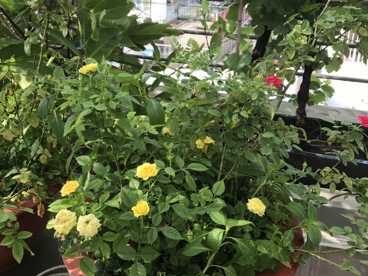 Mình mê nét đẹp của " Hoa sao nhái" Mình mê nét đẹp của " Hoa sao nhái"