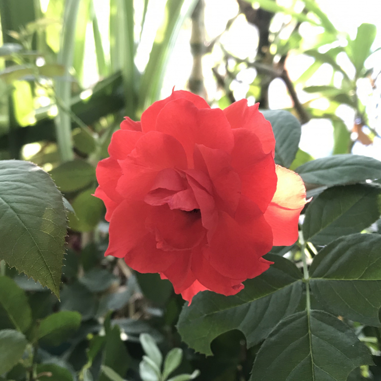 Mình mê nét đẹp của " Hoa sao nhái" Mình mê nét đẹp của " Hoa sao nhái"