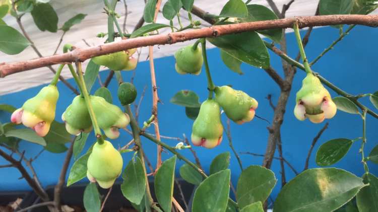Mình mê nét đẹp của " Hoa sao nhái" Mình mê nét đẹp của " Hoa sao nhái"