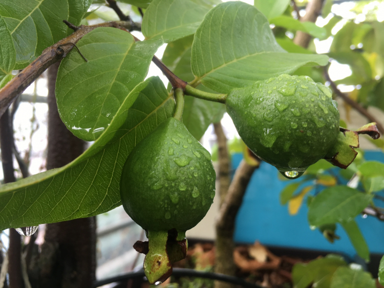 Mình mê nét đẹp của " Hoa sao nhái" Mình mê nét đẹp của " Hoa sao nhái"