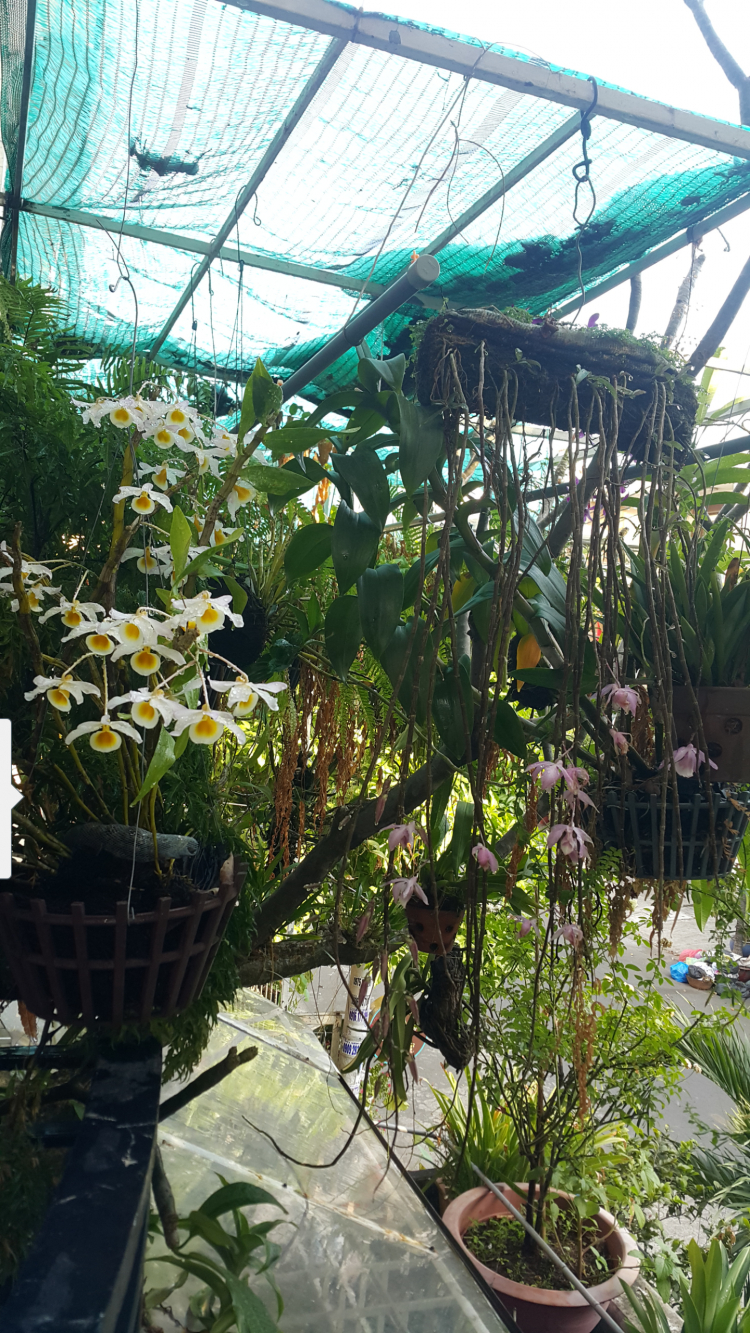 Mình mê nét đẹp của " Hoa sao nhái" Mình mê nét đẹp của " Hoa sao nhái"