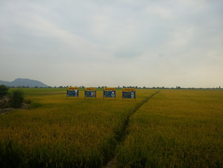 Châu Đốc + Hà Tiên - Đầu năm Ất Mùi 2015 - KIAFC - 13-15/3/2015 (3ngày) Châu Đốc + Hà Tiên - Đầu năm Ất Mùi 2015 - KIAFC - 13-15/3/2015 (3ngày)