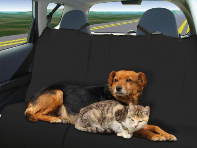 Cách loại bỏ bớt mùi hôi của thú cưng trong xe ô tô
