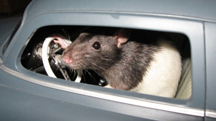how-to-keep-rats-out-of-your-car.jpg