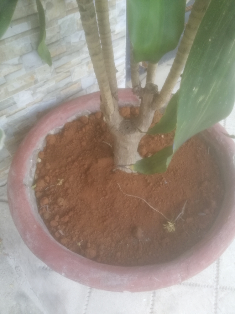 Mua cây giống sầu riêng