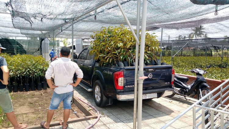 Mua cây giống sầu riêng Mua cây giống sầu riêng