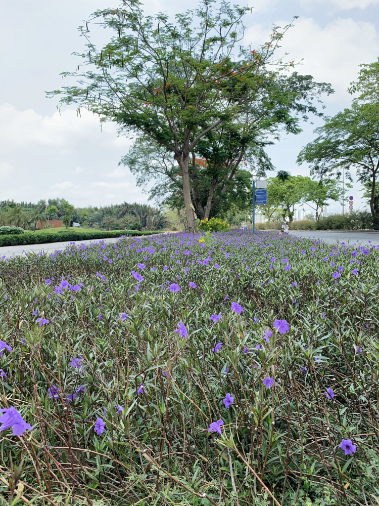Eco Green Saigon Quận 7 - Phần 7: Tiến độ Tháng 4/2021 Eco Green Saigon Quận 7 - Phần 7: Tiến độ Tháng 4/2021