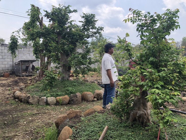 Cần cây khế gốc đẹp, khỏe