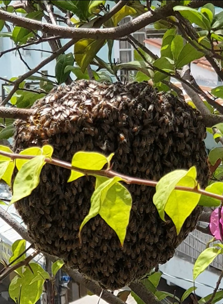 tổ ong gì vậy