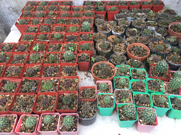 Hoa xương rồng Hoa xương rồng