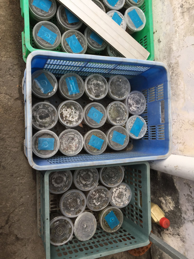Hoa xương rồng Hoa xương rồng