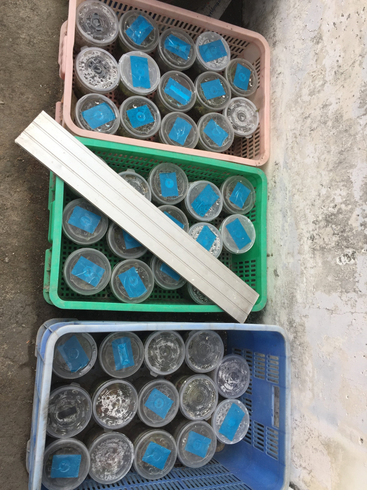 Hoa xương rồng Hoa xương rồng