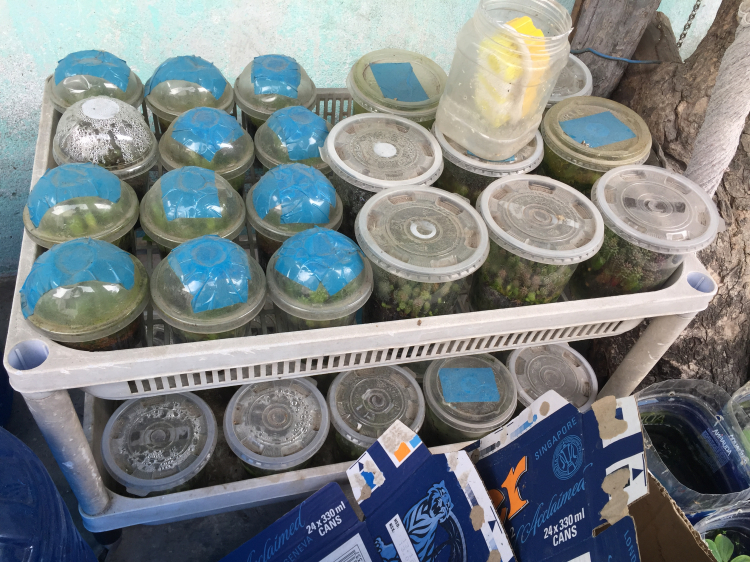 Hoa xương rồng Hoa xương rồng