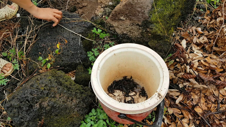 Dế cơm mùa này béo quá mí anh Dế cơm mùa này béo quá mí anh
