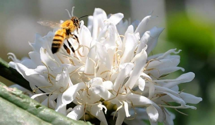 Phấn hoa ong giàu vitamin giúp làm đẹp và nâng cao đề kháng
