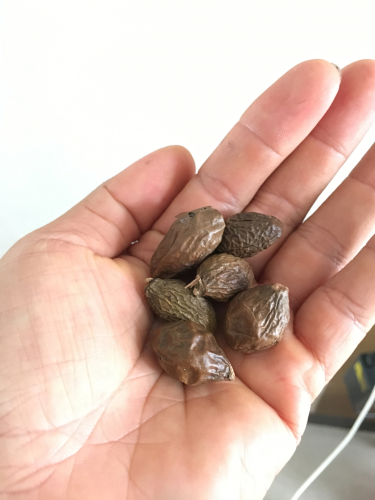 Úc quốc có sao không các bác?