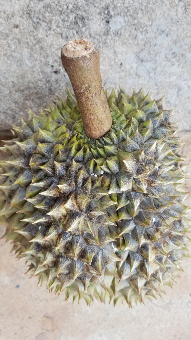 làm sao phân biệt sầu riêng không ngâm thuốc hay chích thuốc làm sao phân biệt sầu riêng không ngâm thuốc hay chích thuốc