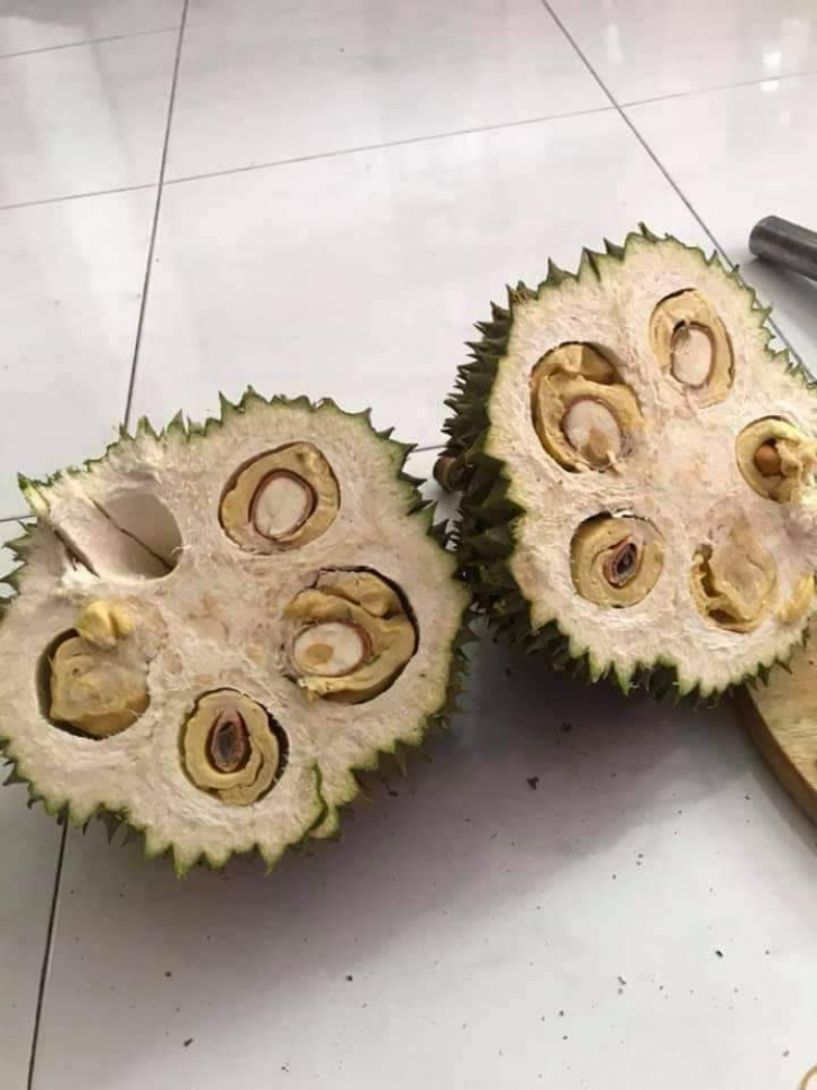 làm sao phân biệt sầu riêng không ngâm thuốc hay chích thuốc làm sao phân biệt sầu riêng không ngâm thuốc hay chích thuốc