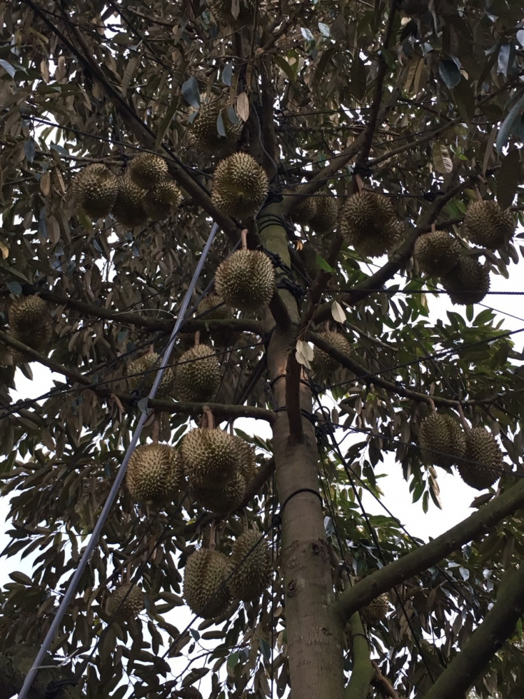 làm sao phân biệt sầu riêng không ngâm thuốc hay chích thuốc