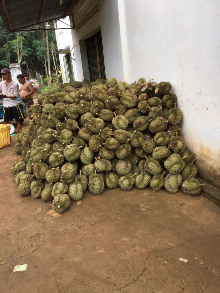 làm sao phân biệt sầu riêng không ngâm thuốc hay chích thuốc