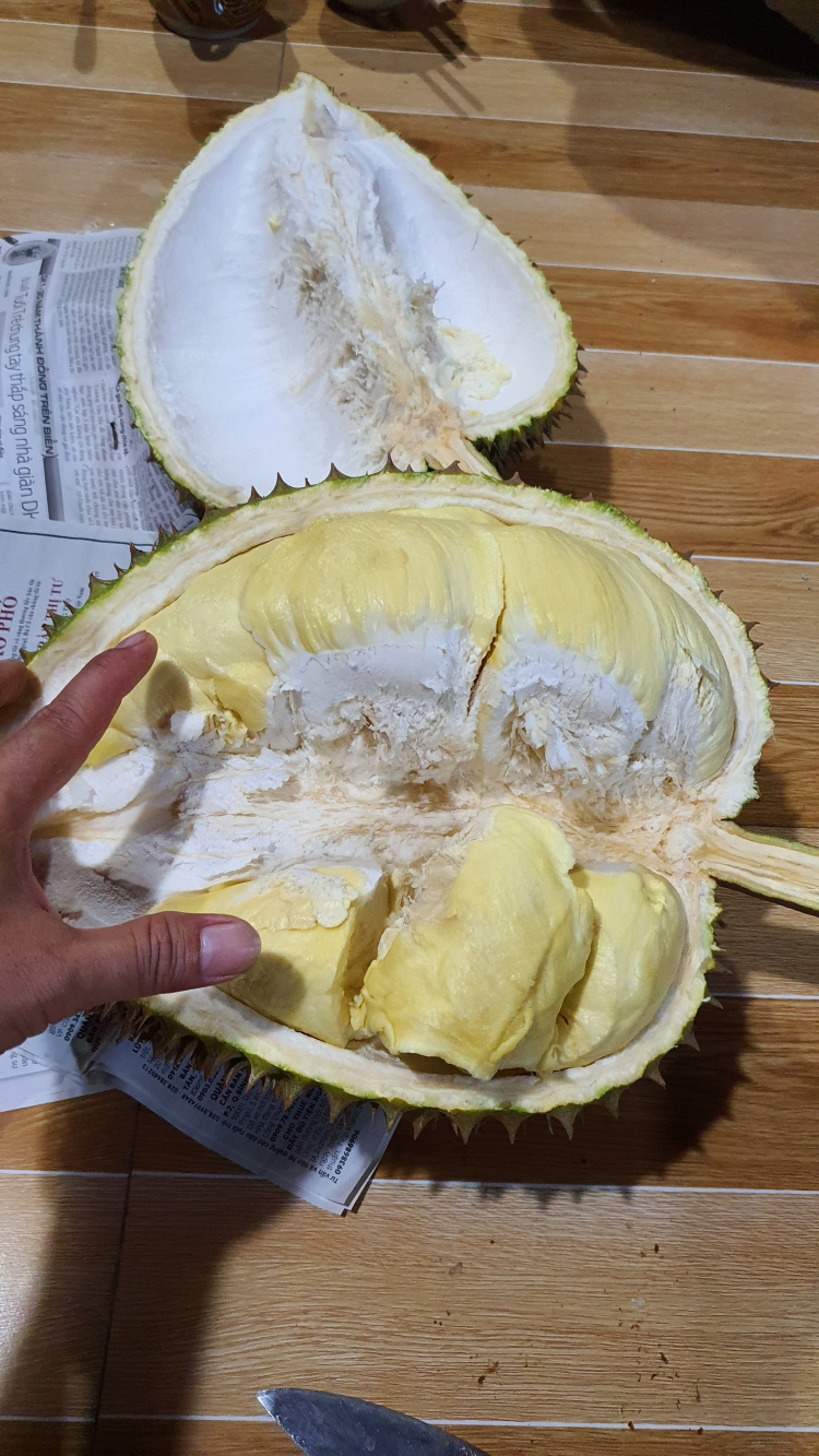 làm sao phân biệt sầu riêng không ngâm thuốc hay chích thuốc làm sao phân biệt sầu riêng không ngâm thuốc hay chích thuốc