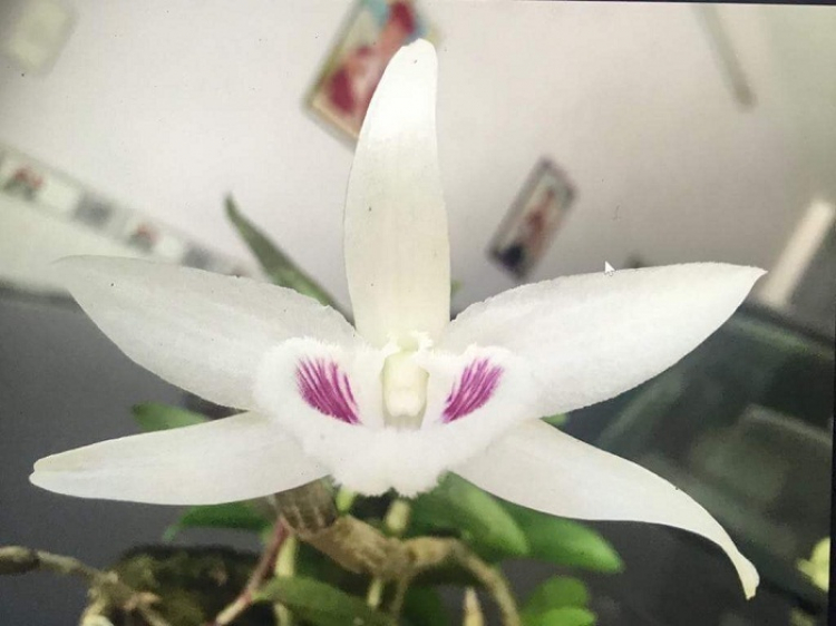 Chơi Lan gì mà mắc dữ Chơi Lan gì mà mắc dữ