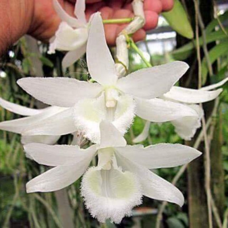 Chơi Lan gì mà mắc dữ Chơi Lan gì mà mắc dữ