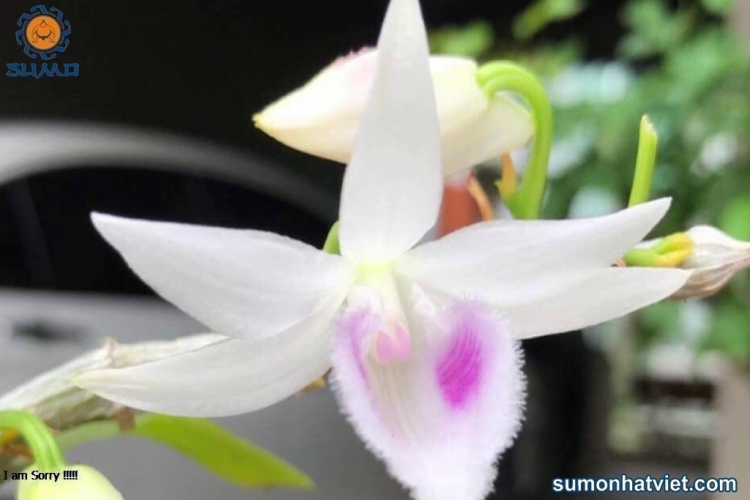 Chơi Lan gì mà mắc dữ Chơi Lan gì mà mắc dữ