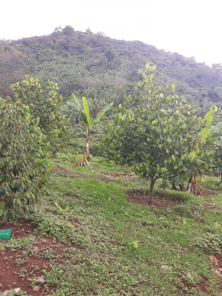 Góc nhỏ dưỡng già khi về vườn nay muốn bán. Góc nhỏ dưỡng già khi về vườn nay muốn bán.