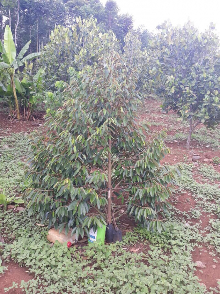 Góc nhỏ dưỡng già khi về vườn nay muốn bán. Góc nhỏ dưỡng già khi về vườn nay muốn bán.