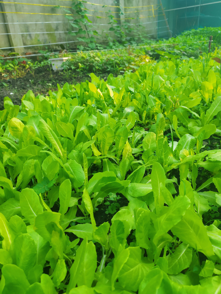 Góc nhỏ dưỡng già khi về vườn nay muốn bán. Góc nhỏ dưỡng già khi về vườn nay muốn bán.