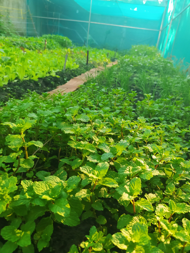 Góc nhỏ dưỡng già khi về vườn nay muốn bán. Góc nhỏ dưỡng già khi về vườn nay muốn bán.