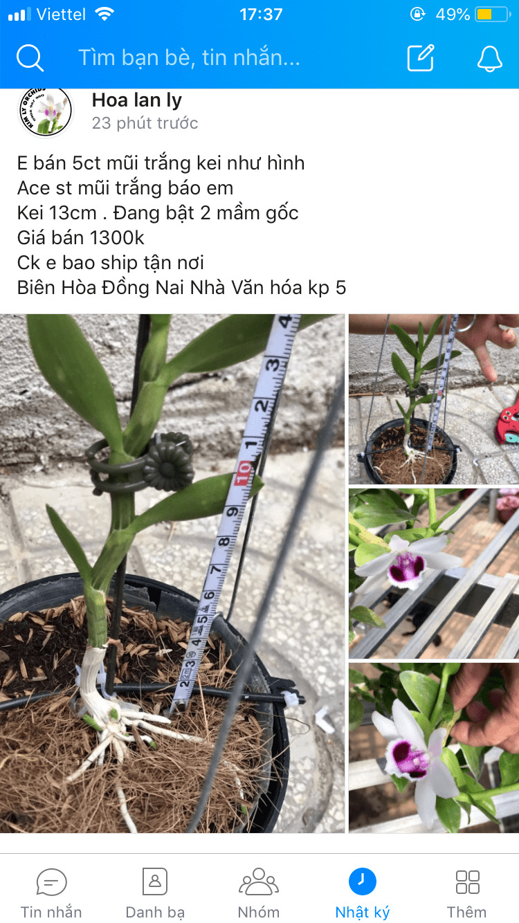 Chơi Lan gì mà mắc dữ Chơi Lan gì mà mắc dữ