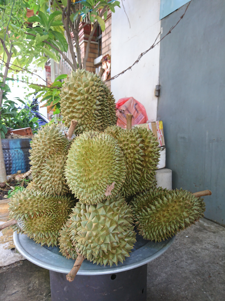 làm sao phân biệt sầu riêng không ngâm thuốc hay chích thuốc