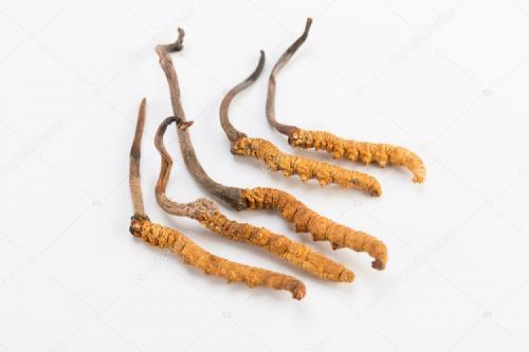 Chỗ mua Đông Trùng Hạ Thảo uy tín? Chỗ mua Đông Trùng Hạ Thảo uy tín?