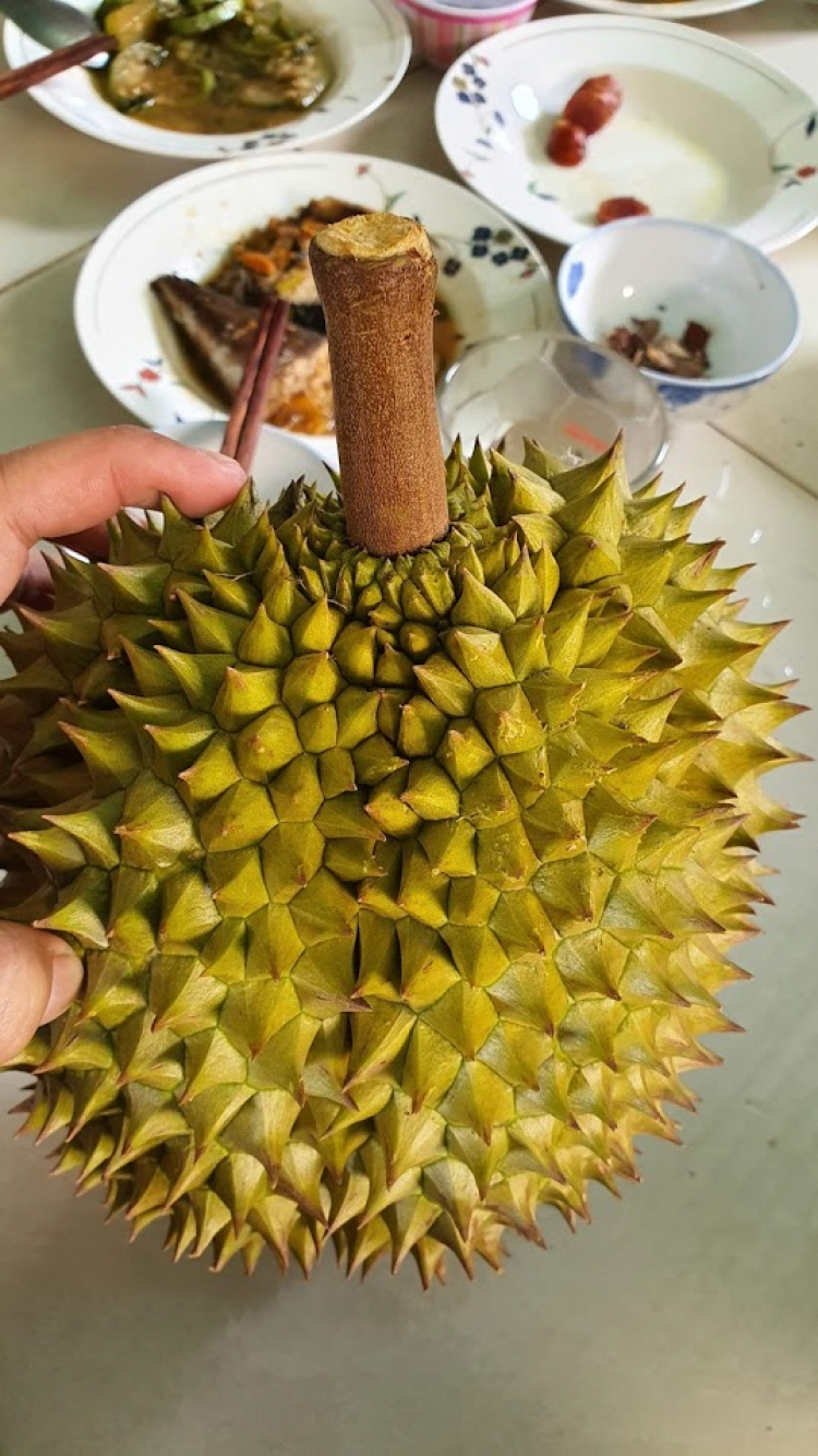 làm sao phân biệt sầu riêng không ngâm thuốc hay chích thuốc làm sao phân biệt sầu riêng không ngâm thuốc hay chích thuốc