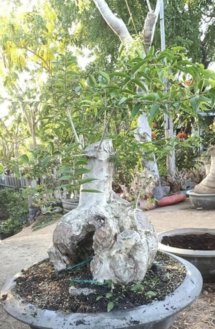 Bonsai cây cảnh - bằng lăng tím lá nhỏ