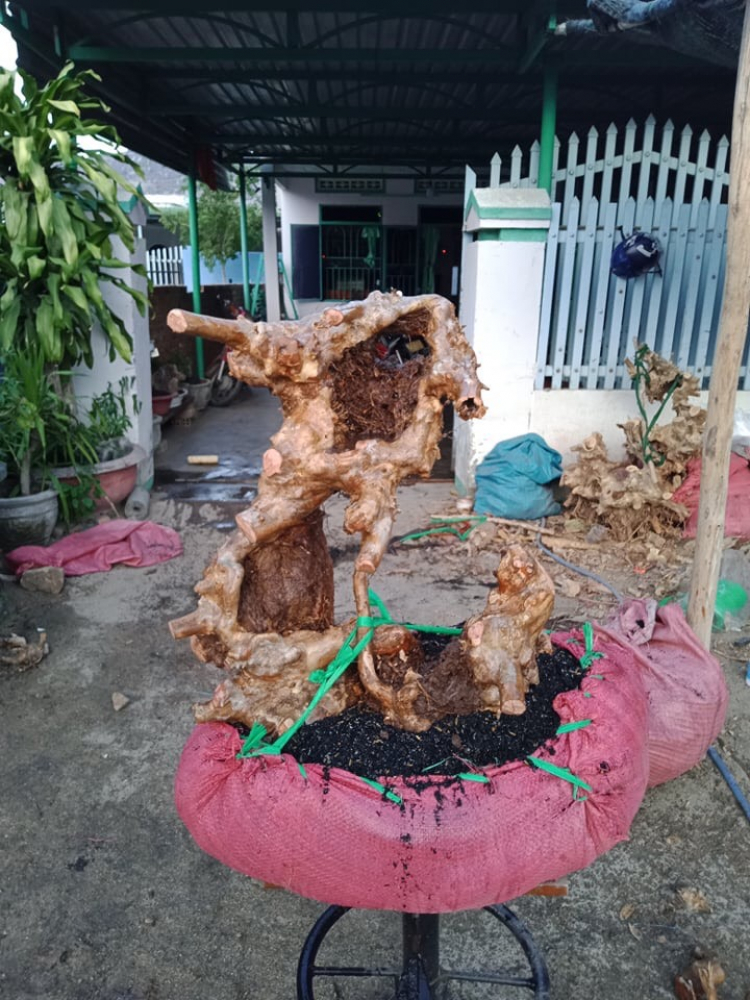 Bonsai cây cảnh - bằng lăng tím lá nhỏ