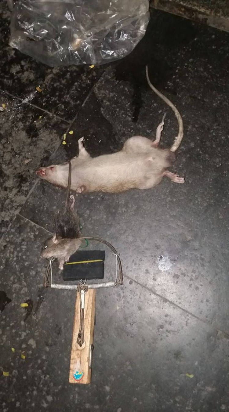 Mua thuốc diệt chuột lại trúng nhầm thuốc nuôi chuột