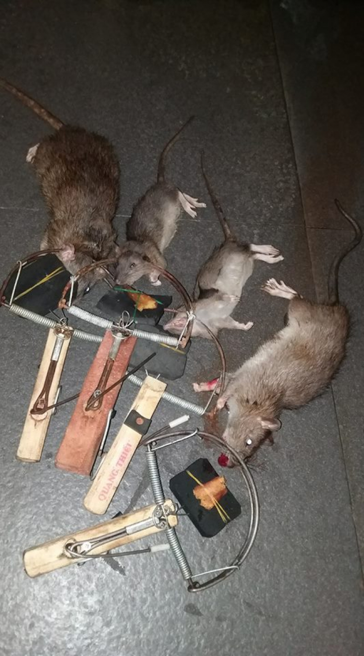 Mua thuốc diệt chuột lại trúng nhầm thuốc nuôi chuột