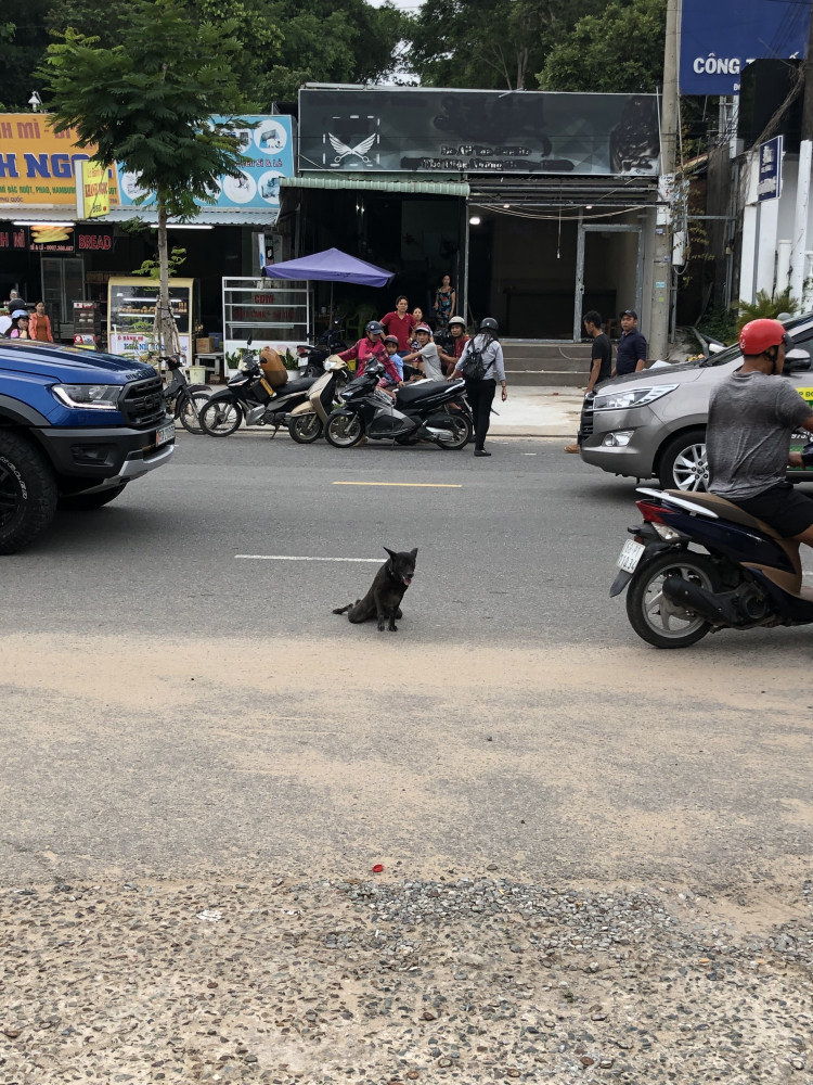 Khởi tố con chó hay chủ con chó?