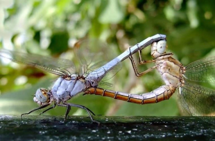 Jolie - Trên những nẻo đường Jolie - Trên những nẻo đường