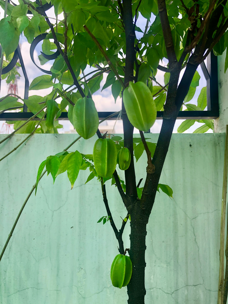 Trồng cây sân nhà phố Trồng cây sân nhà phố