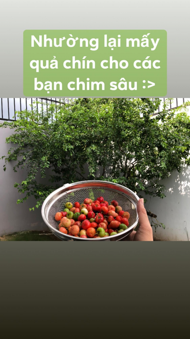 Trồng cây sân nhà phố