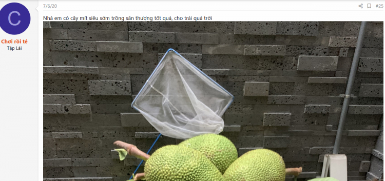 Trồng cây sân nhà phố Trồng cây sân nhà phố