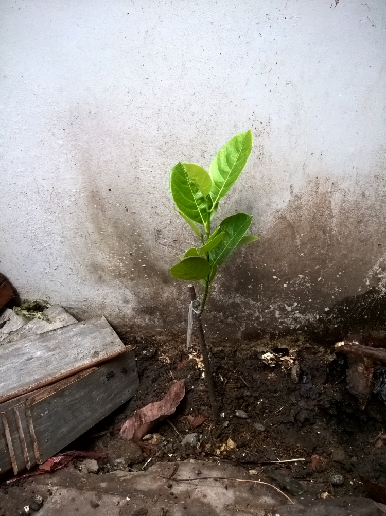 Trồng cây sân nhà phố Trồng cây sân nhà phố