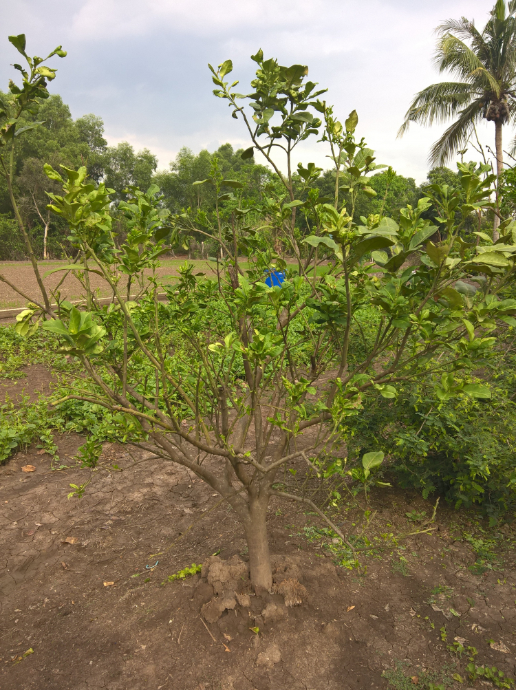 Trồng cây sân nhà phố