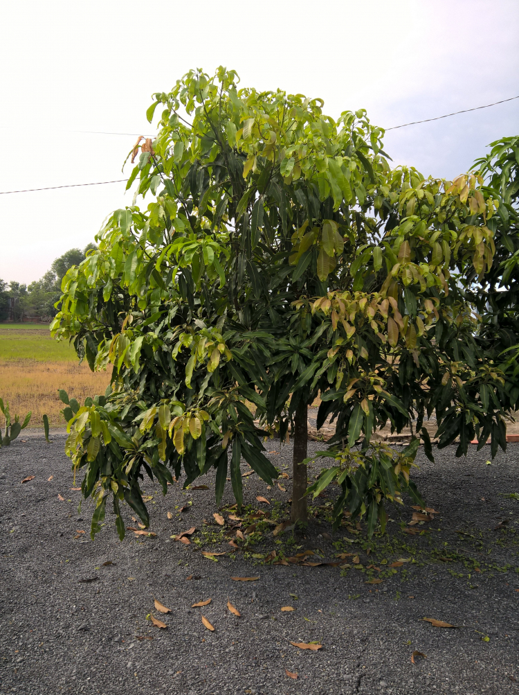 Trồng cây sân nhà phố